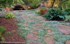Blue Star Creeper (Laurentia Fluviatilis) - 5 Pack Of Pint Pots -Flora Bloom Shop Blue Star Creeper 21