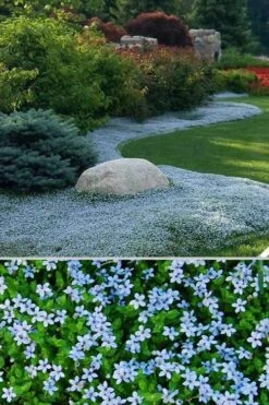 Blue Star Creeper (Laurentia Fluviatilis) - 5 Pack Of Pint Pots -Flora Bloom Shop Blue Star Creeper 24