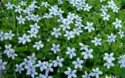 Blue Star Creeper (Laurentia Fluviatilis) - 5 Pack Of Pint Pots -Flora Bloom Shop Blue Star Creeper Laurentia 1