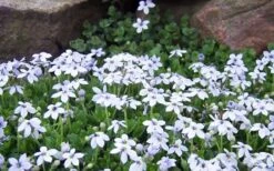 Blue Star Creeper (Laurentia Fluviatilis) - 5 Pack Of Pint Pots -Flora Bloom Shop Blue Star Creeper Laurentia Isotoma