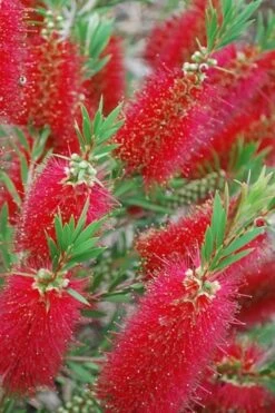 Red Cluster Bottlebrush Tree - 7 Gallon Pot 9 Red Cluster Bottlebrush Tree - 7 Gallon Pot -Flora Bloom Shop Bottlebrush Red Cluster 500x750 1