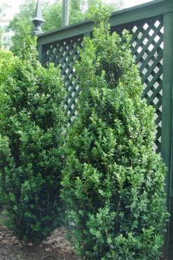Dee Runk Columnar Boxwood - 3 Gallon Pot -Flora Bloom Shop Boxwood Dee Runk 2 500x750 1