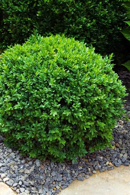 Dwarf English Boxwood - 1 Gallon Pot 1 Dwarf English Boxwood - 1 Gallon Pot
