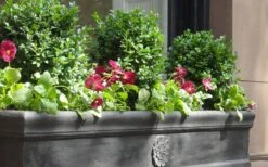 Dwarf English Boxwood - 2 Gallon Pot 9 Dwarf English Boxwood - 2 Gallon Pot -Flora Bloom Shop Boxwood Dwarf English 2