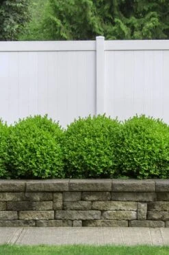 Dwarf English Boxwood - 1 Gallon Pot 8 Dwarf English Boxwood - 1 Gallon Pot -Flora Bloom Shop Boxwood Dwarf English 3 1
