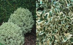 Dwarf Variegated Boxwood - 3 Gallon Pot -Flora Bloom Shop Boxwood Dwarf Variegated 50 1