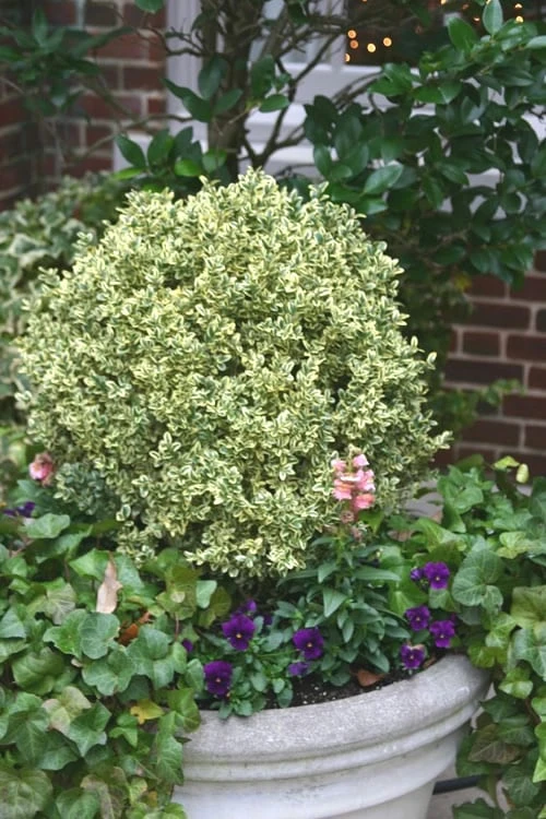 Dwarf Variegated Boxwood - 2 Gallon Pot 1 Dwarf Variegated Boxwood - 2 Gallon Pot