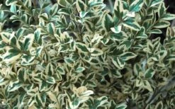 Dwarf Variegated Boxwood - 5 Gallon Pot -Flora Bloom Shop Boxwood Dwarf Variegated 51 4