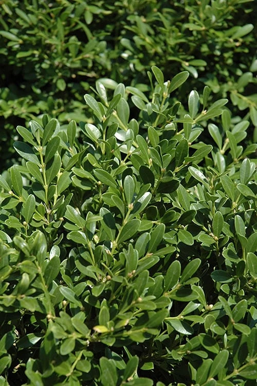 Franklins Gem Dwarf Boxwood - 6 Pack Of 1 Gallon Pots 1 Franklins Gem Dwarf Boxwood - 6 Pack Of 1 Gallon Pots