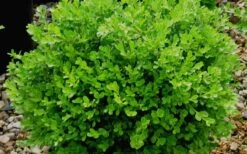 Franklins Gem Dwarf Boxwood - 6 Pack Of 1 Gallon Pots 9 Franklins Gem Dwarf Boxwood - 6 Pack Of 1 Gallon Pots -Flora Bloom Shop Boxwood Franklins Gem 2