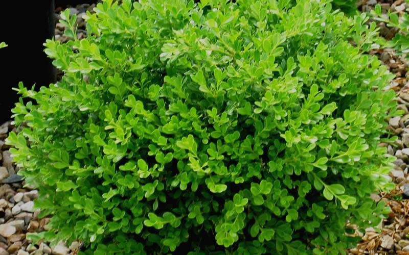 Franklins Gem Dwarf Boxwood - 6 Pack Of 1 Gallon Pots 4 Franklins Gem Dwarf Boxwood - 6 Pack Of 1 Gallon Pots - Image 4