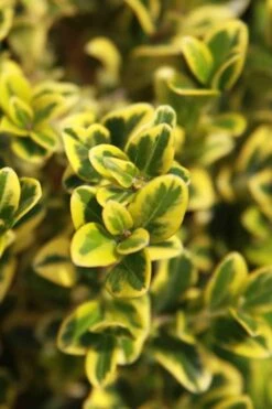 Golden Triumph Variegated Dwarf Boxwood - 1 Gallon Pot -Flora Bloom Shop Boxwood Golden Triumph 3 2