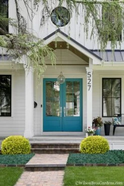 Golden Triumph Variegated Dwarf Boxwood - 6 Pack Of 1 Gallon Pots -Flora Bloom Shop Boxwood Golden Triumph 7