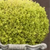 Golden Triumph Variegated Dwarf Boxwood - 1 Gallon Pot