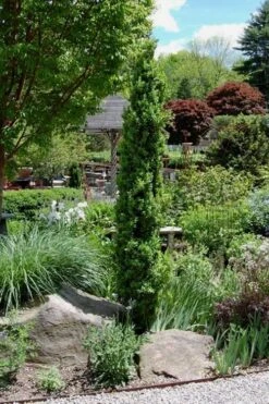 Graham Blandy Columnar Boxwood - 6 Pack Of 1 Gallon Pots 7 Graham Blandy Columnar Boxwood - 6 Pack Of 1 Gallon Pots -Flora Bloom Shop Boxwood Graham Blandy 2