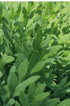 Green Mountain Boxwood - 6 Pack Of 2.5 Quart Pots 12 Green Mountain Boxwood - 6 Pack Of 2.5 Quart Pots -Flora Bloom Shop Boxwood Green Mountain 12 1