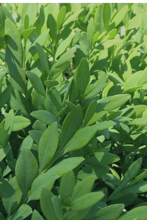 Green Mountain Boxwood - 3 Gallon Pot 6 Green Mountain Boxwood - 3 Gallon Pot - Image 6