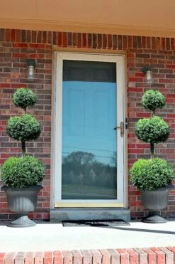 Common Boxwood 3-Ball Poodle Tier Topiary (Buxus Sempervirens) - 5 Gallon Pot -Flora Bloom Shop Boxwood Green Mountain 3 Ball Poodle Tier 3