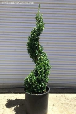 Green Mountain Boxwood Spiral Topiary - 5 Gallon Pot 7 Green Mountain Boxwood Spiral Topiary - 5 Gallon Pot -Flora Bloom Shop Boxwood Green Mountain Spiral 1