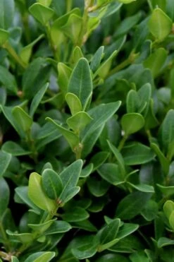 Green Velvet Boxwood - 7 Gallon Pot 11 Green Velvet Boxwood - 7 Gallon Pot -Flora Bloom Shop Boxwood Green Velvet 1