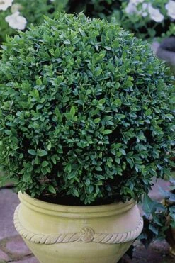 Green Velvet Boxwood - 6 Pack Of 1 Gallon Pots -Flora Bloom Shop Boxwood Green Velvet 3 2