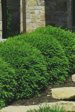 Green Velvet Boxwood - 1 Gallon Pot -Flora Bloom Shop Boxwood Green Velvet 7 1
