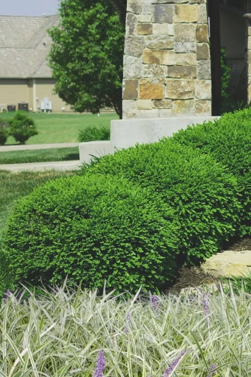 Green Velvet Boxwood - 7 Gallon Pot 1 Green Velvet Boxwood - 7 Gallon Pot