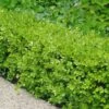 Japanese Boxwood - Buxus Microphylla - 3 Gallon Pot