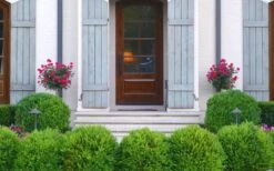 Japanese Boxwood (Buxus Microphylla) - 7 Gallon Pot -Flora Bloom Shop Boxwood Japanese Entryway 1