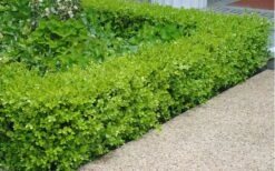 Japanese Boxwood - Buxus Microphylla - 3 Gallon Pot 11 Japanese Boxwood - Buxus Microphylla - 3 Gallon Pot -Flora Bloom Shop Boxwood Japanese Hedge 2 2