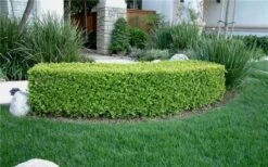 Japanese Boxwood - Buxus Microphylla - 6 Pack Of 1 Gallon Pots 14 Japanese Boxwood - Buxus Microphylla - 6 Pack Of 1 Gallon Pots -Flora Bloom Shop Boxwood Japanese Hedge