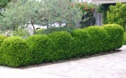 Japanese Boxwood - Buxus Microphylla - 1 Gallon Pot -Flora Bloom Shop Boxwood Japanese Hedge 3 3