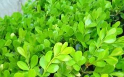 Japanese Boxwood (Buxus Microphylla) - 7 Gallon Pot -Flora Bloom Shop Boxwood Japanese Leaves Closeup 1