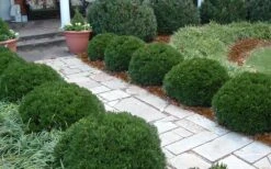 Justin Brouwers Dwarf Boxwood - 1 Gallon Pot 8 Justin Brouwers Dwarf Boxwood - 1 Gallon Pot -Flora Bloom Shop Boxwood Justin Brouwers In Landscape