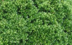 Justin Brouwers Dwarf Boxwood - 1 Gallon Pot 9 Justin Brouwers Dwarf Boxwood - 1 Gallon Pot -Flora Bloom Shop Boxwood Justin Brouwers Leaves