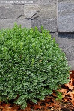 Korean Dwarf Boxwood - Buxus Sinica Var. Insularis 'Nana' - 6 Pack Of 1 Gallon Pots 11 Korean Dwarf Boxwood - Buxus Sinica Var. Insularis 'Nana' - 6 Pack Of 1 Gallon Pots -Flora Bloom Shop Boxwood Korean Dwarf Insularis Nana 1