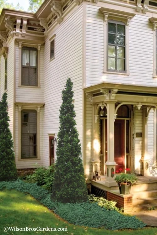 Pyramid Boxwood (Buxus Sempervirens 'Pyramidalis) - 1 Gallon Pot 4 Pyramid Boxwood (Buxus Sempervirens 'Pyramidalis) - 1 Gallon Pot - Image 4