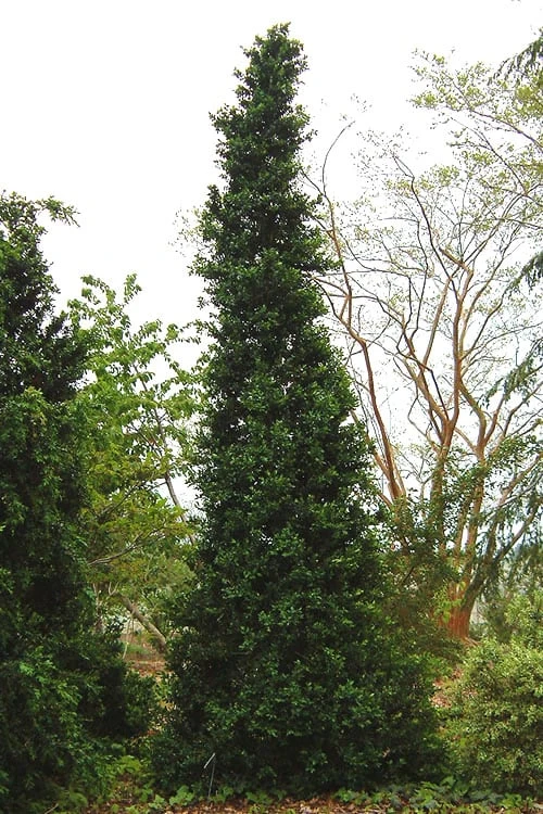 Pyramid Boxwood (Buxus Sempervirens 'Pyramidalis) - 1 Gallon Pot 1 Pyramid Boxwood (Buxus Sempervirens 'Pyramidalis) - 1 Gallon Pot