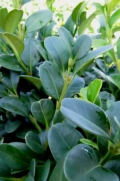 Shadow Sentry Pyramidal Boxwood - 3 Gallon Pot 9 Shadow Sentry Pyramidal Boxwood - 3 Gallon Pot -Flora Bloom Shop Boxwood Shadow Sentry 1