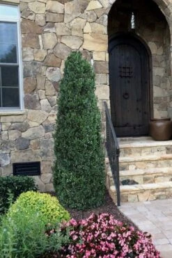 Shadow Sentry Pyramidal Boxwood - 3 Gallon Pot 8 Shadow Sentry Pyramidal Boxwood - 3 Gallon Pot -Flora Bloom Shop Boxwood Shadow Sentry 3