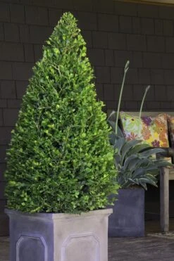 Wintergreen Boxwood - 3 Gallon Pot 9 Wintergreen Boxwood - 3 Gallon Pot -Flora Bloom Shop Boxwood Wintergreen 11 2