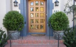 Wintergreen Boxwood - 1 Gallon Pot -Flora Bloom Shop Boxwood Wintergreen 12 1