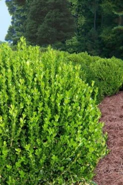 Wintergreen Boxwood - 1 Gallon Pot -Flora Bloom Shop Boxwood Wintergreen 500x750 2