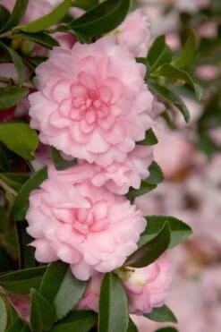 October Magic Pink Perplexion Camellia - 1 Gallon Pot