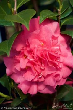 Ack-Scent Fragrant Pink Camellia Japonica - 1 Gallon Pot -Flora Bloom Shop Camellia Ack Scent JW 3