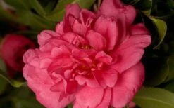Alabama Beauty Camellia Sasanqua - 2 Gallon Pot -Flora Bloom Shop Camellia Alabama Beauty 50