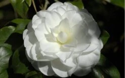 Alba Plena Camellia Japonica - 7 Gallon Pot (3-4') -Flora Bloom Shop Camellia Alba Plena Flower Closeup 2