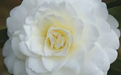 Alba Plena Camellia Japonica - 7 Gallon Pot (3-4') -Flora Bloom Shop Camellia Alba Plena Flower Closeup