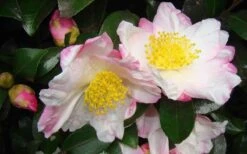 Apple Blossom Camellia Sasanqua - 1 Gallon Pot -Flora Bloom Shop Camellia Apple Blossom 1