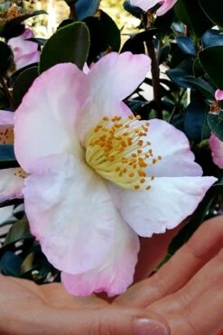 Apple Blossom Camellia Sasanqua - 1 Gallon Pot -Flora Bloom Shop Camellia Apple Blossom 6